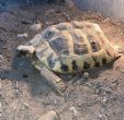 Hermanns : Female approx 6 years old (Tort)
